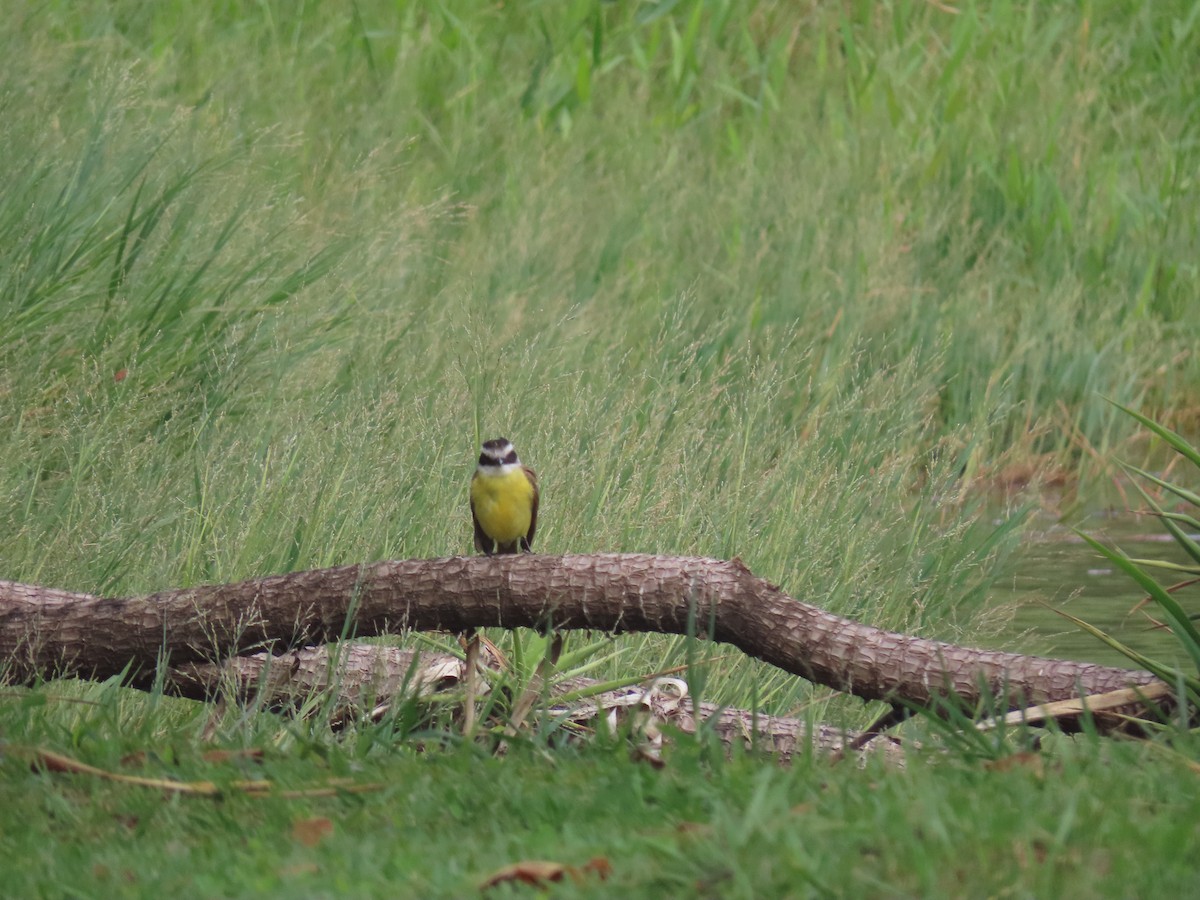 Большой бентеви, кискади - ML646893921