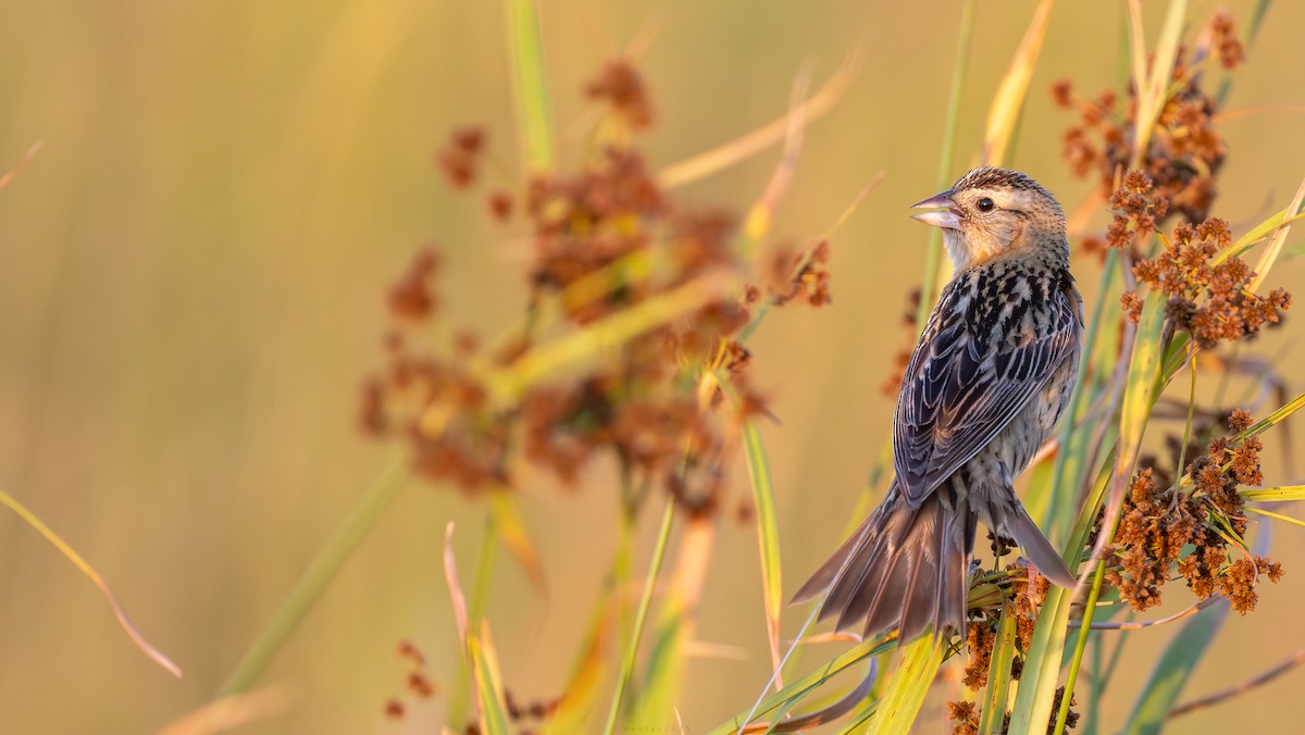 Bobolink - ML646893922