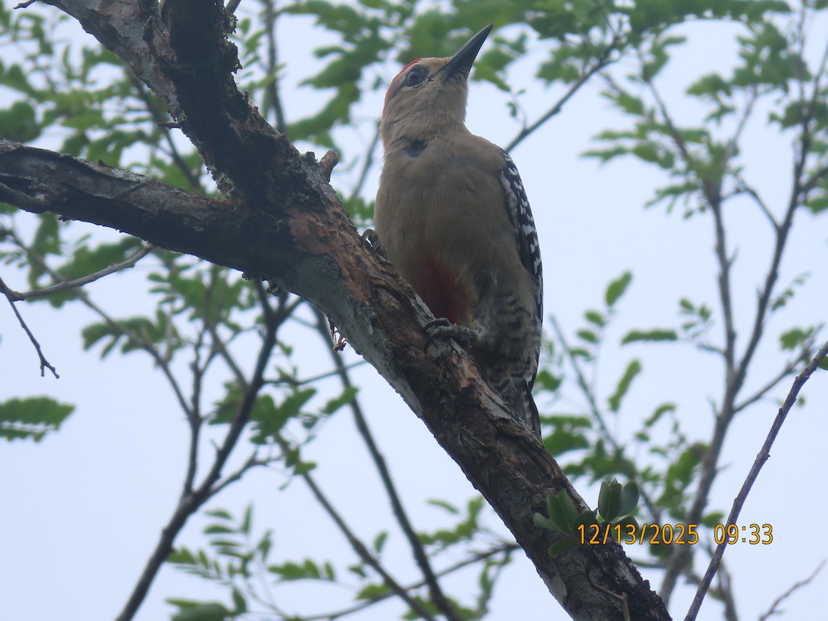 rødkronespett - ML646893923