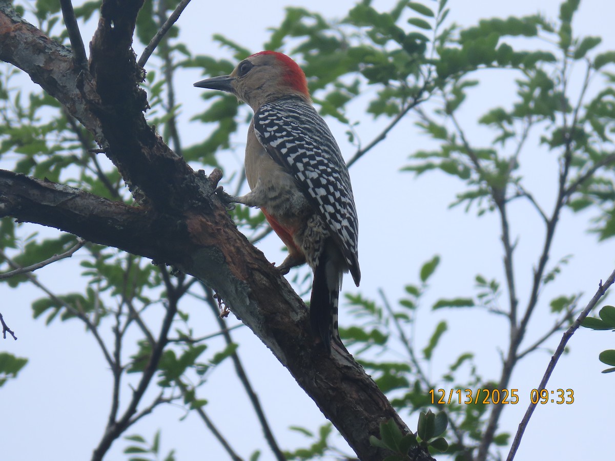 rødkronespett - ML646893924