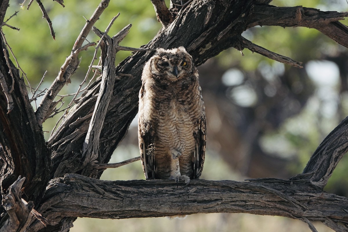 Spotted Eagle-Owl - ML646893925
