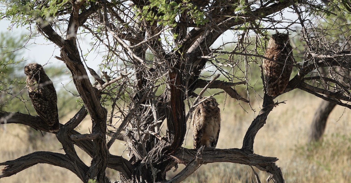 Búho Africano - ML646893926