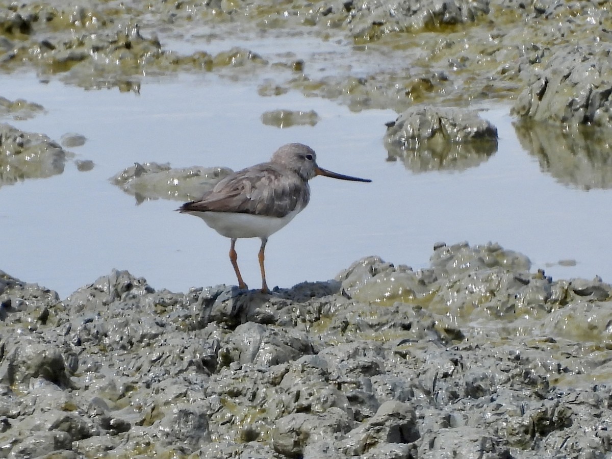 反嘴鷸 - ML646893927