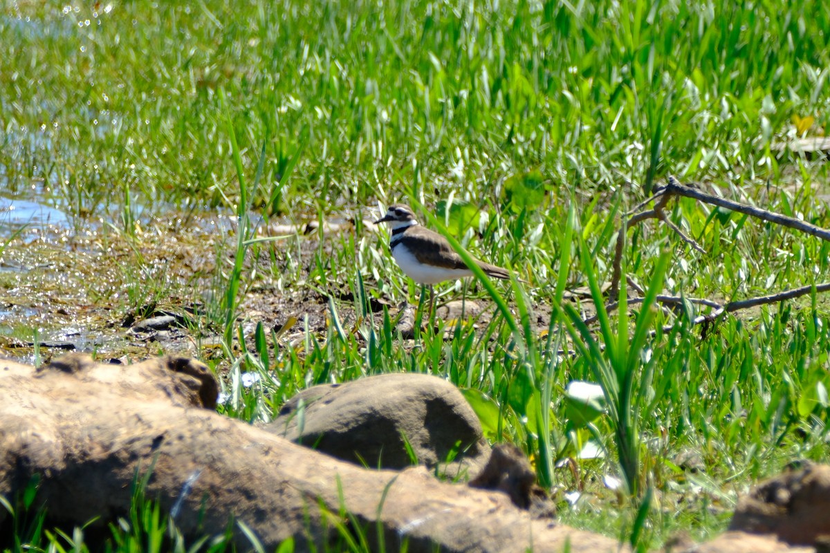 Killdeer - ML646893931