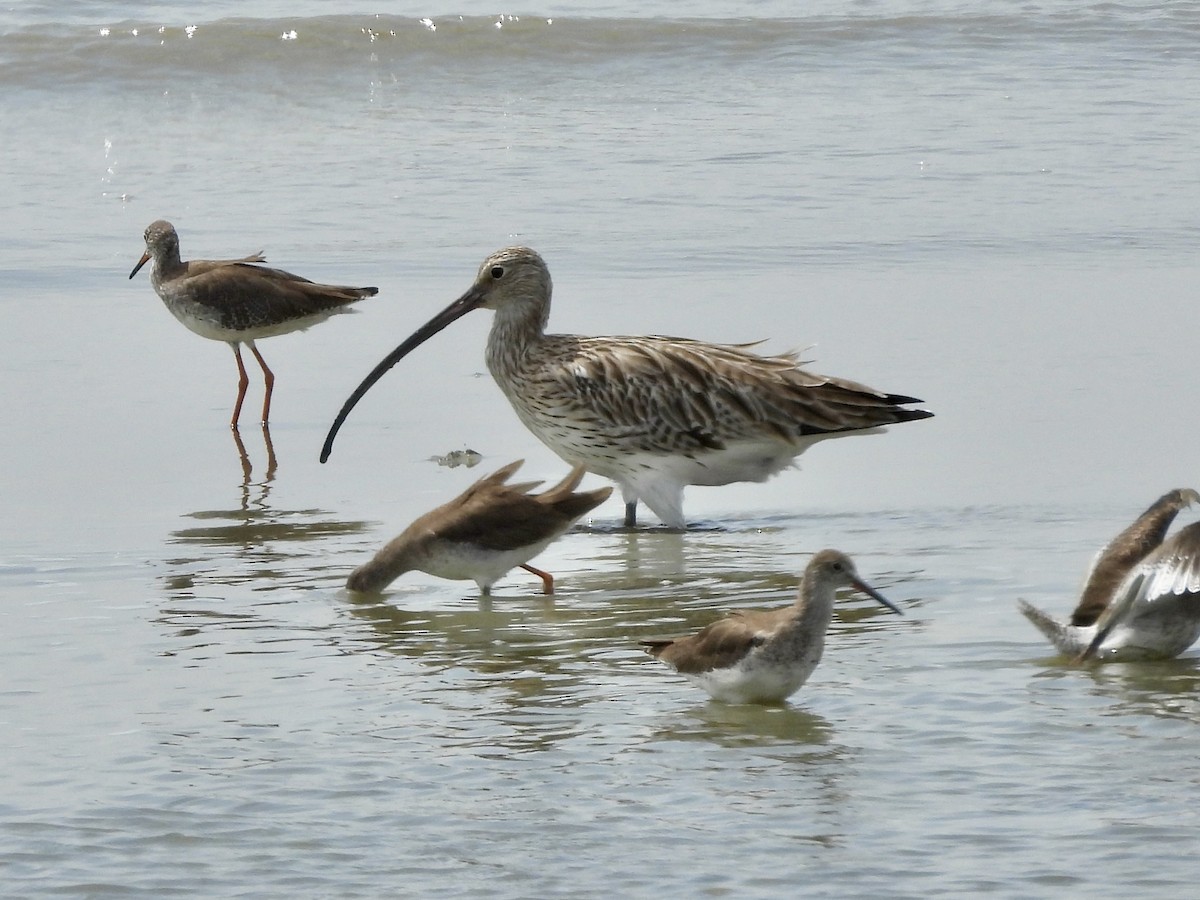 大杓鷸 - ML646893932