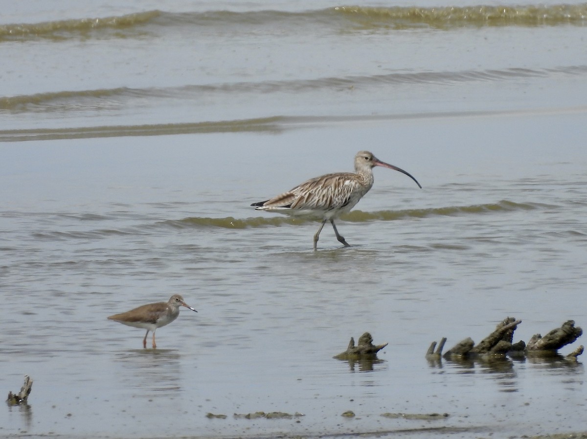 大杓鷸 - ML646893933