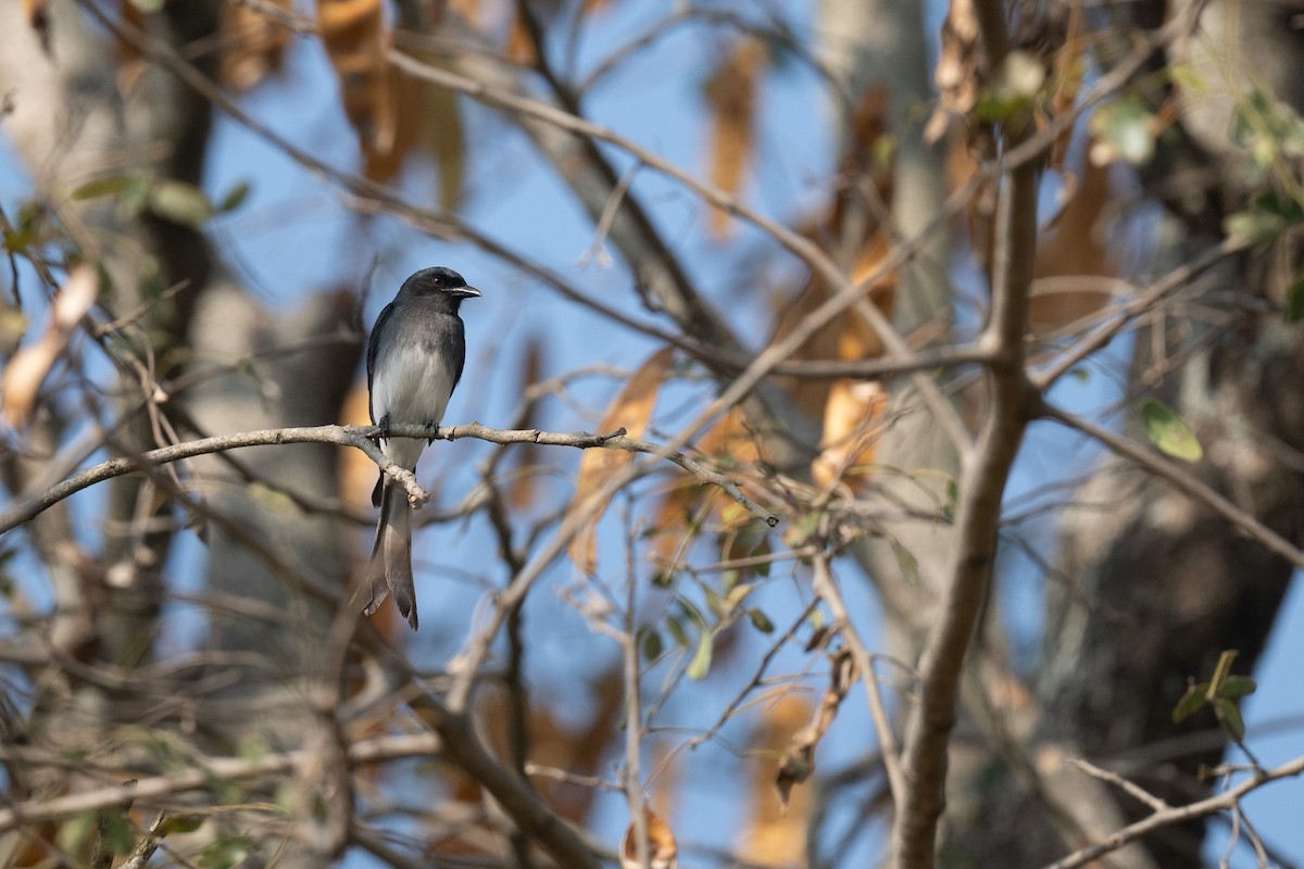 White-bellied Drongo - ML646893935