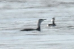 Гагара червоношия - ML646893941