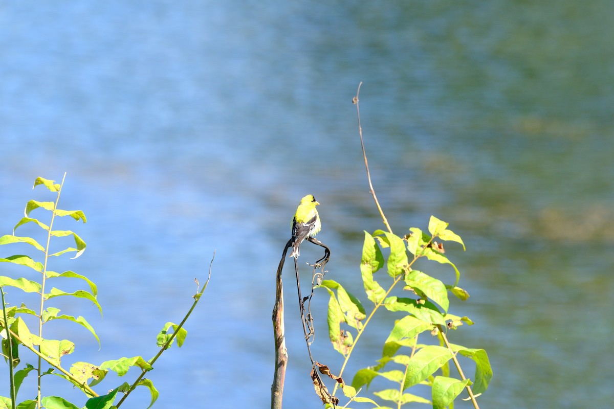 American Goldfinch - ML646893947
