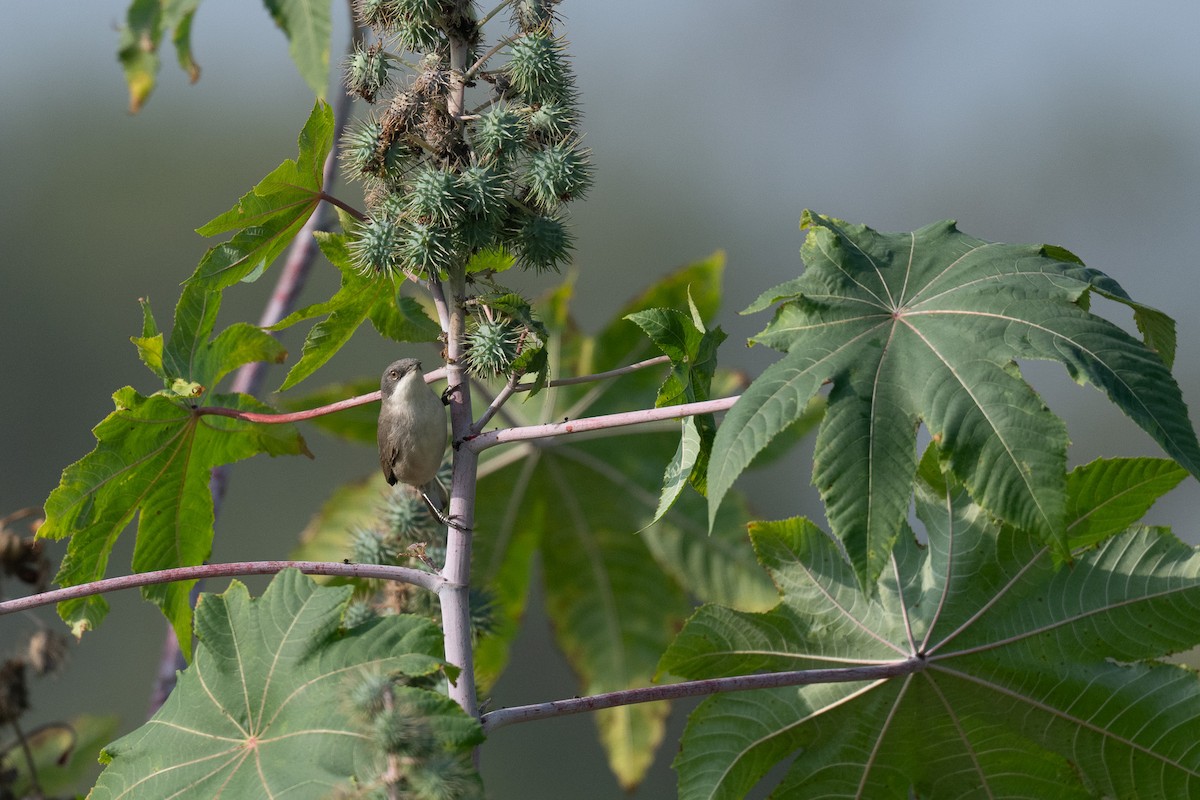 Lesser Whitethroat - ML646893948