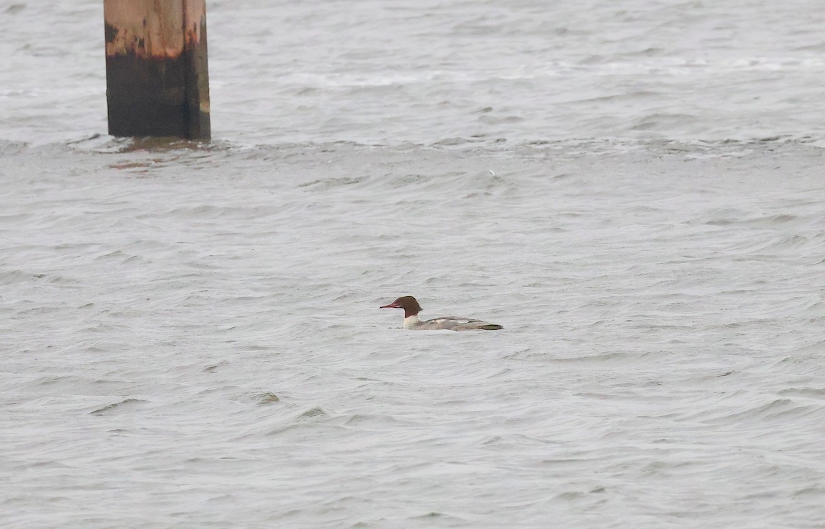 Serreta Grande - ML646893949