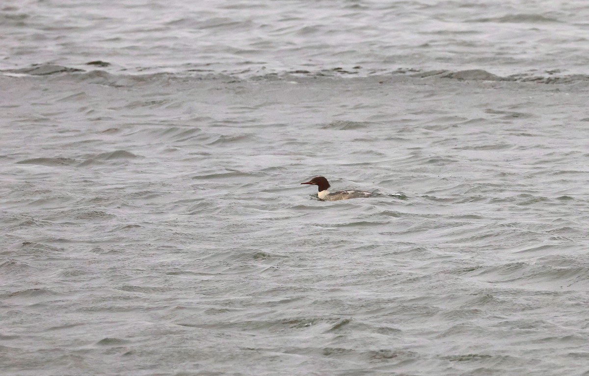 Serreta Grande - ML646893951