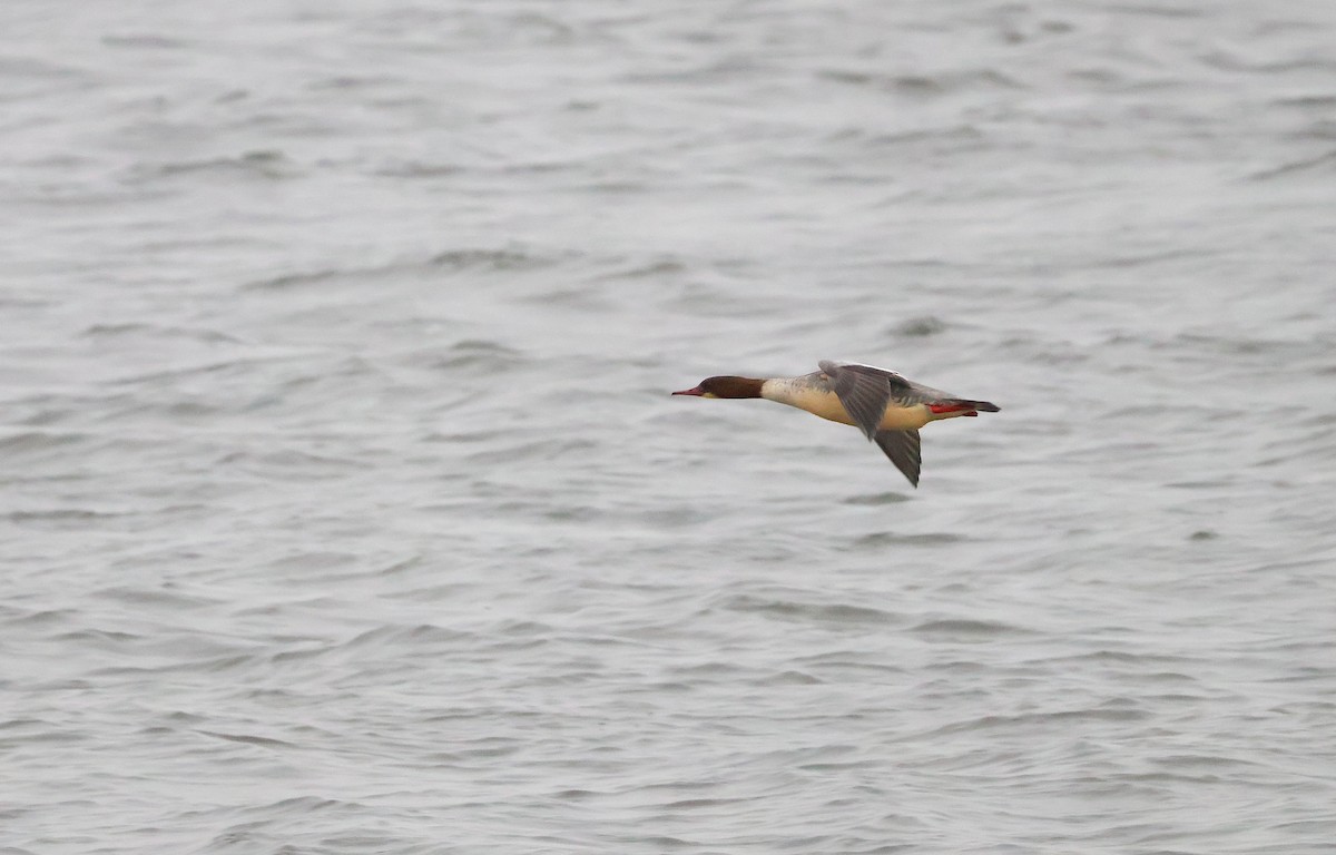 Serreta Grande - ML646893952