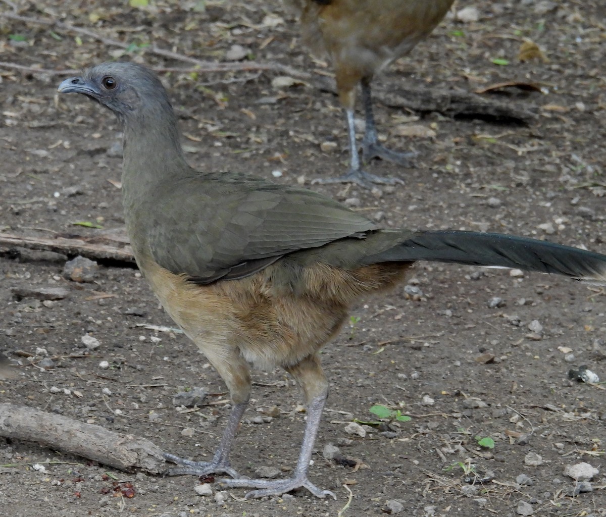 Plain Chachalaca - ML646893956