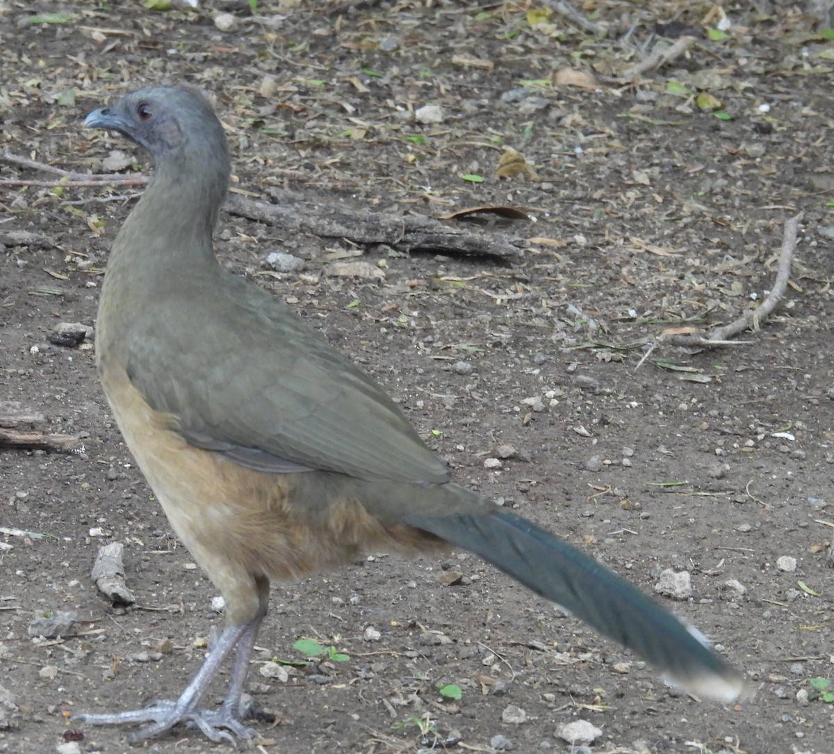 Plain Chachalaca - ML646893957