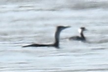 Гагара червоношия - ML646893958