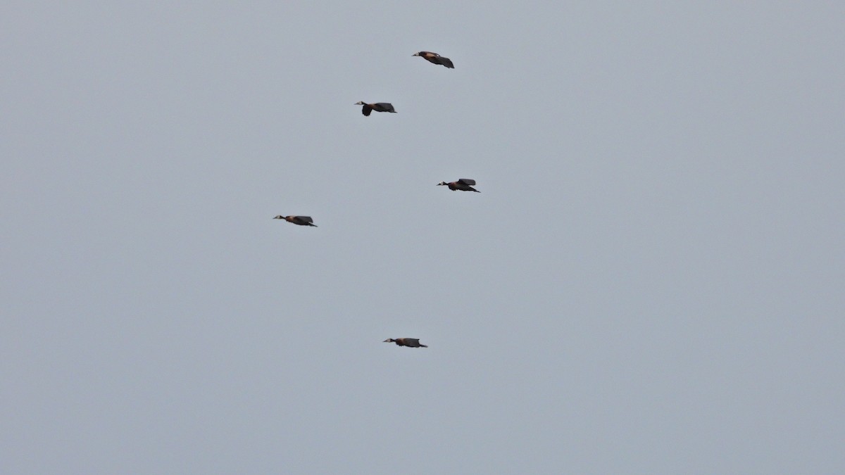 Suirirí Cariblanco - ML646893959