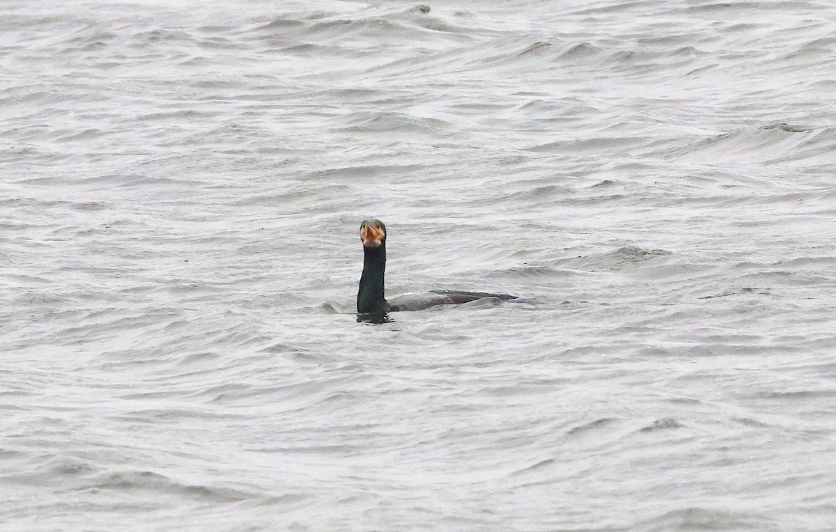 Cormorán Grande - ML646893960