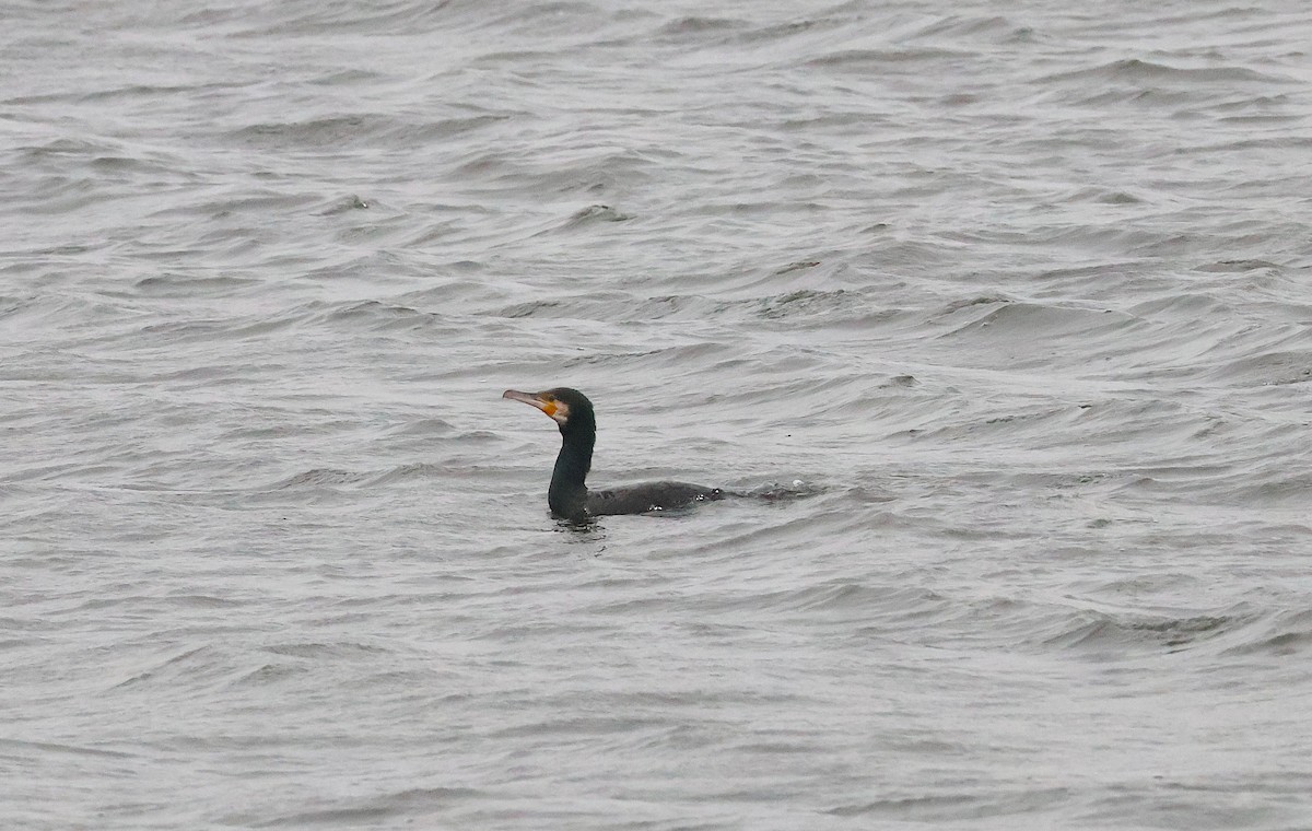 Cormorán Grande - ML646893961