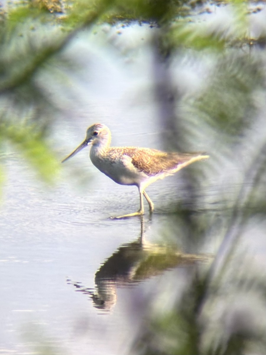 Archibebe Claro - ML646893962