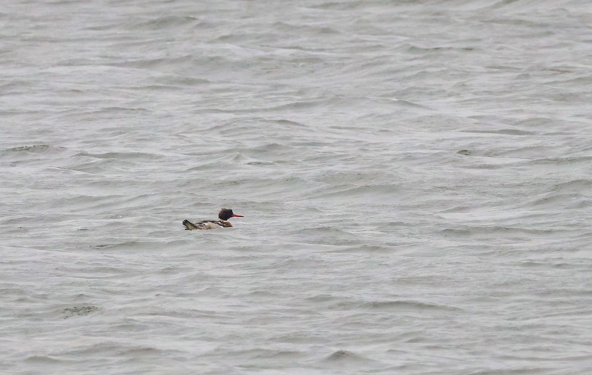 Serreta Mediana - ML646893963