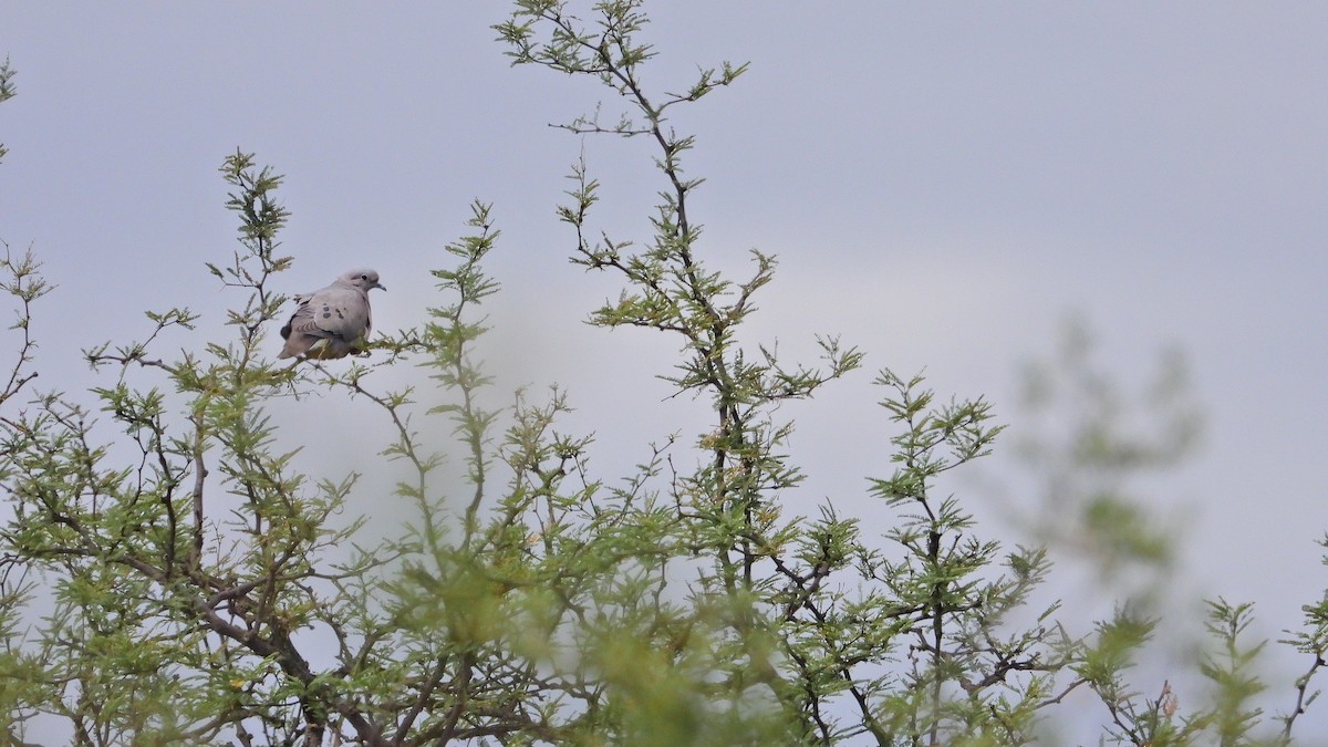 Zenaida Torcaza - ML646893964
