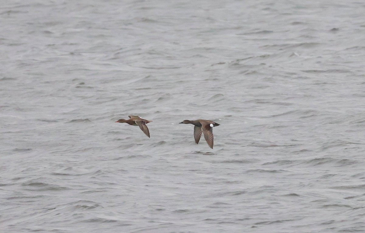 Ánade Friso - ML646893965