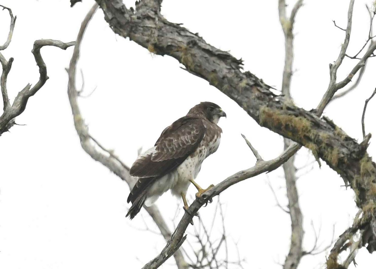 Hawaiian Hawk - ML646893966