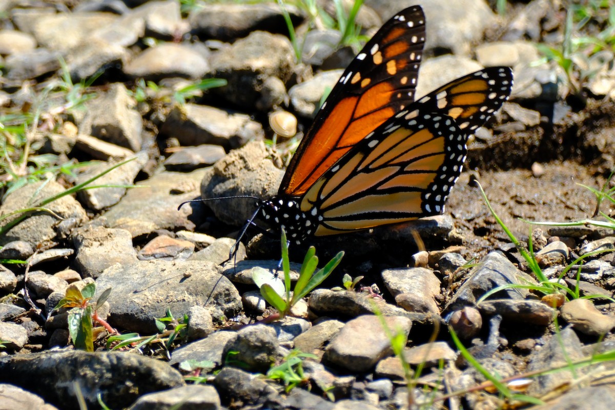 Insects - ML646893967