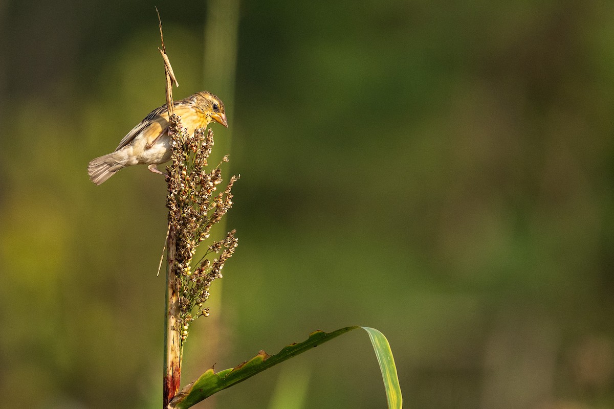 Tejedor Baya - ML646893968