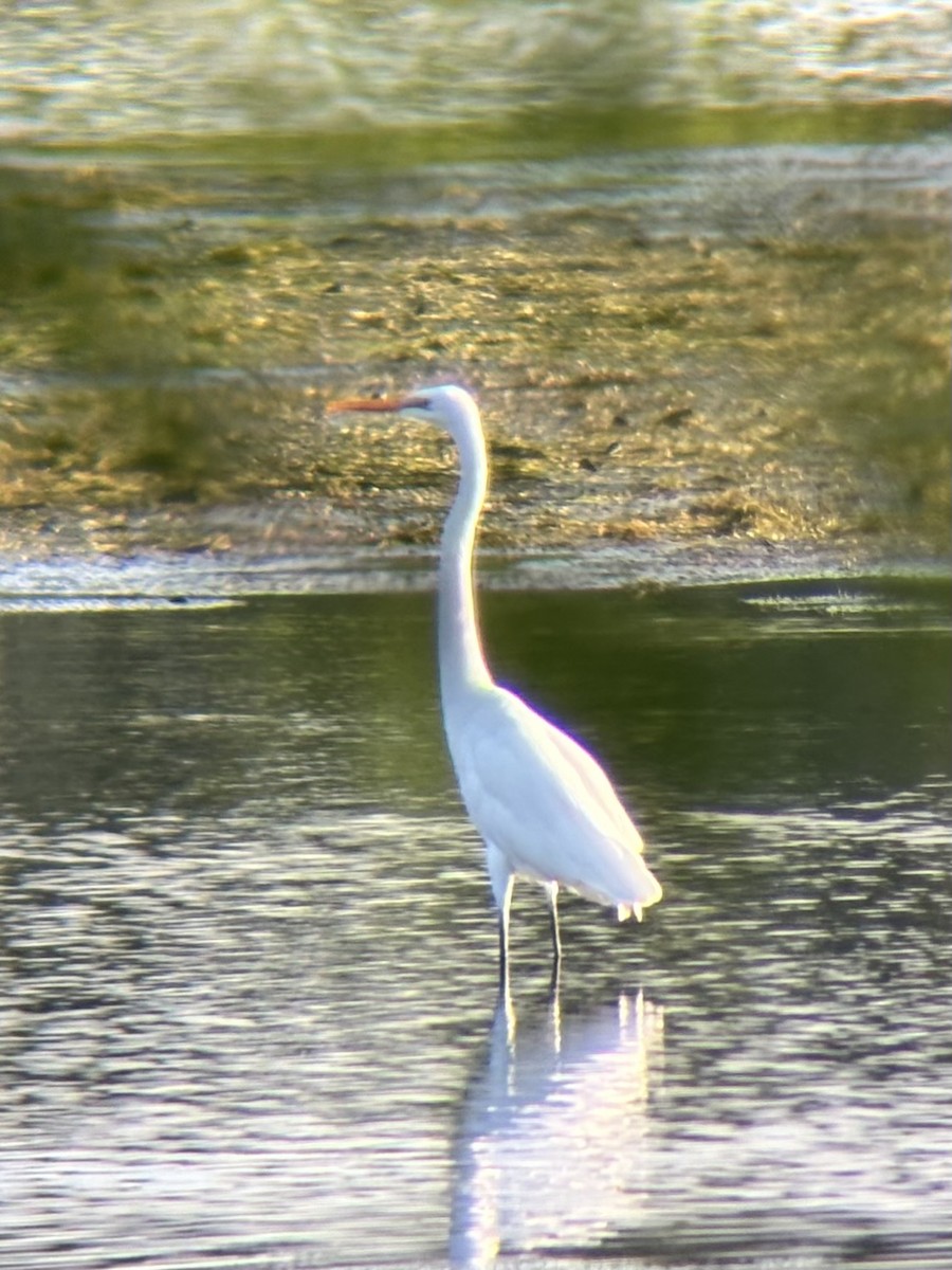 Garceta Grande - ML646893969