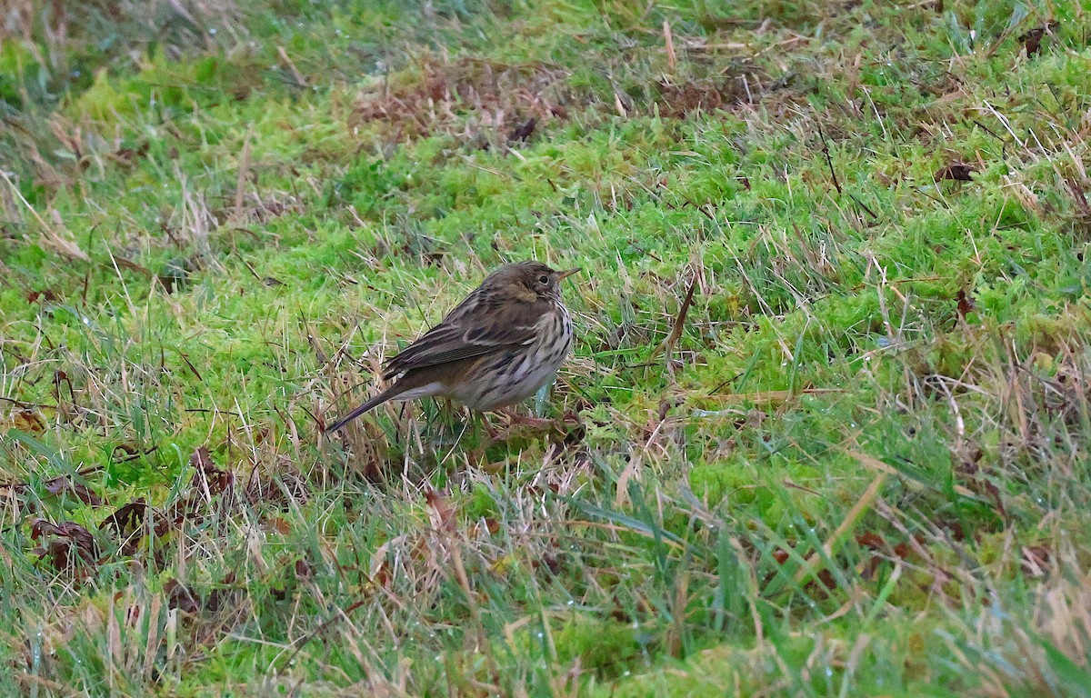 Bisbita Pratense - ML646893970