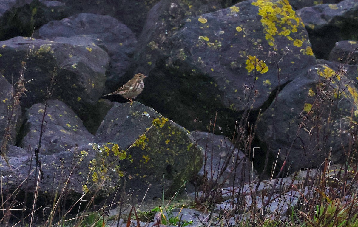 Bisbita Pratense - ML646893971