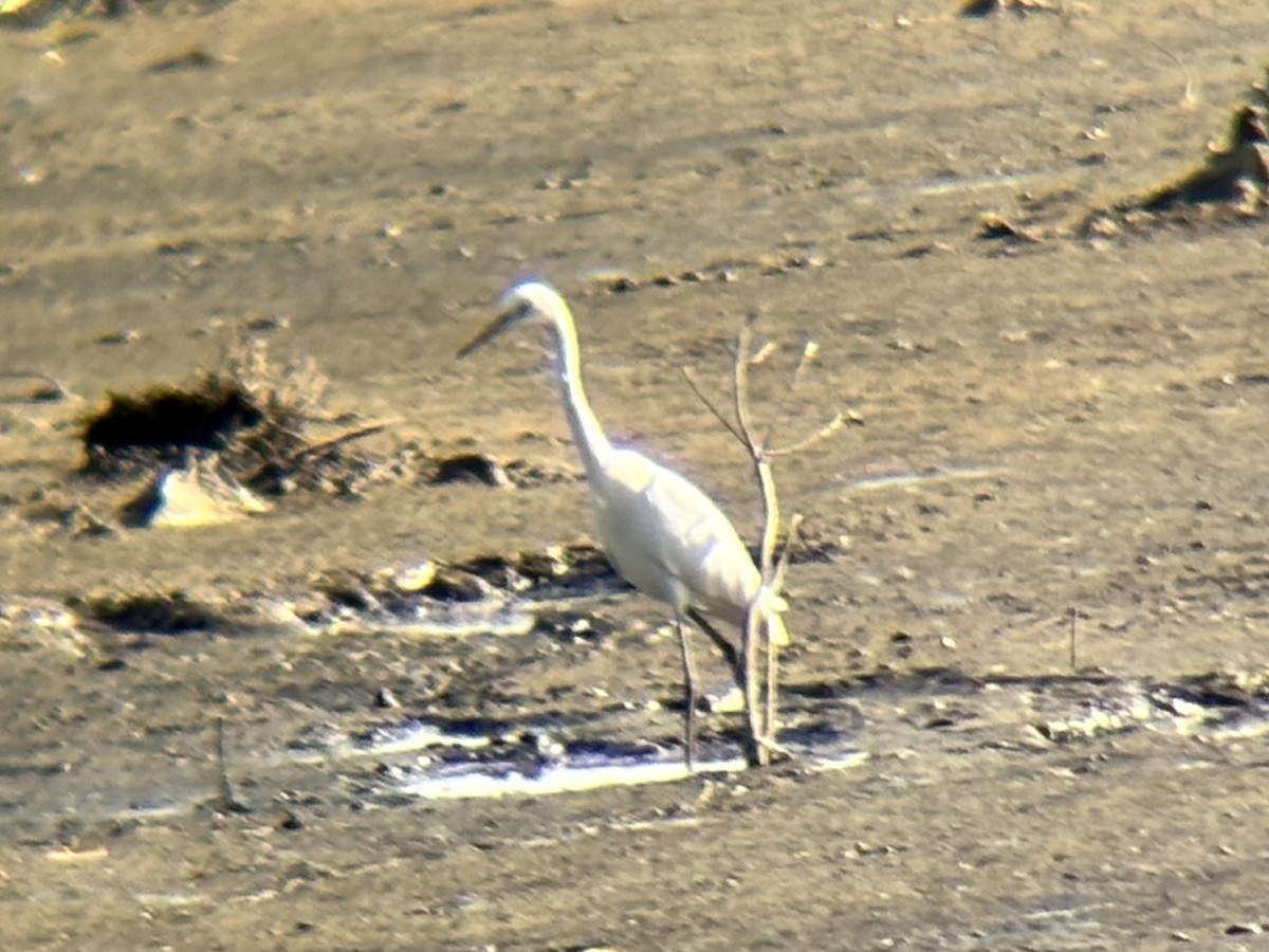 Garceta Intermedia - ML646893972