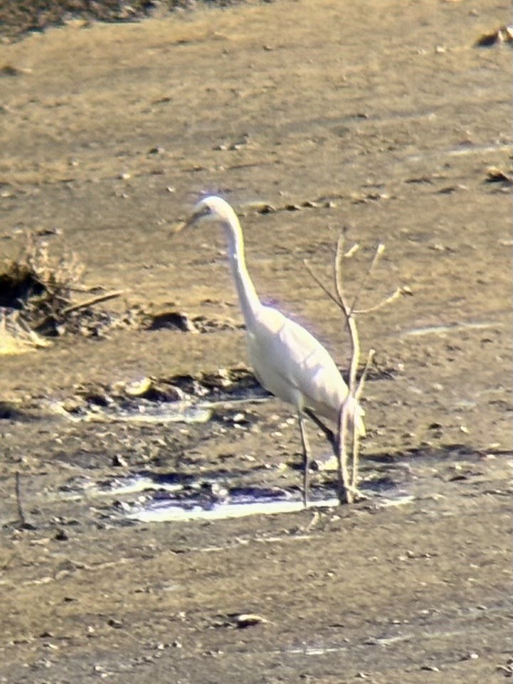 Garceta Intermedia - ML646893973