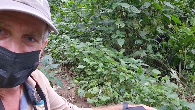 Papamoscas Palustre - ML646893974