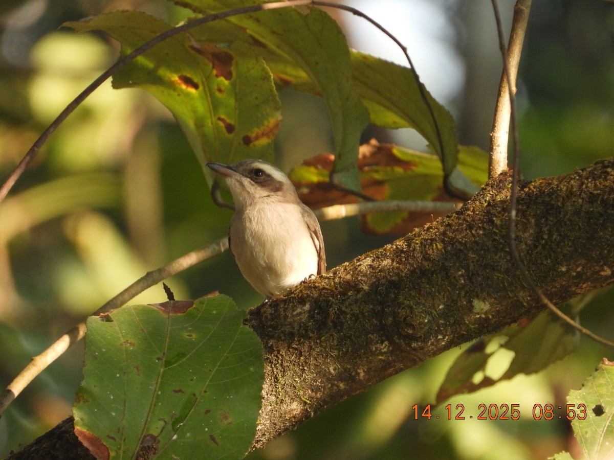 Ceniciento Chico - ML646893977
