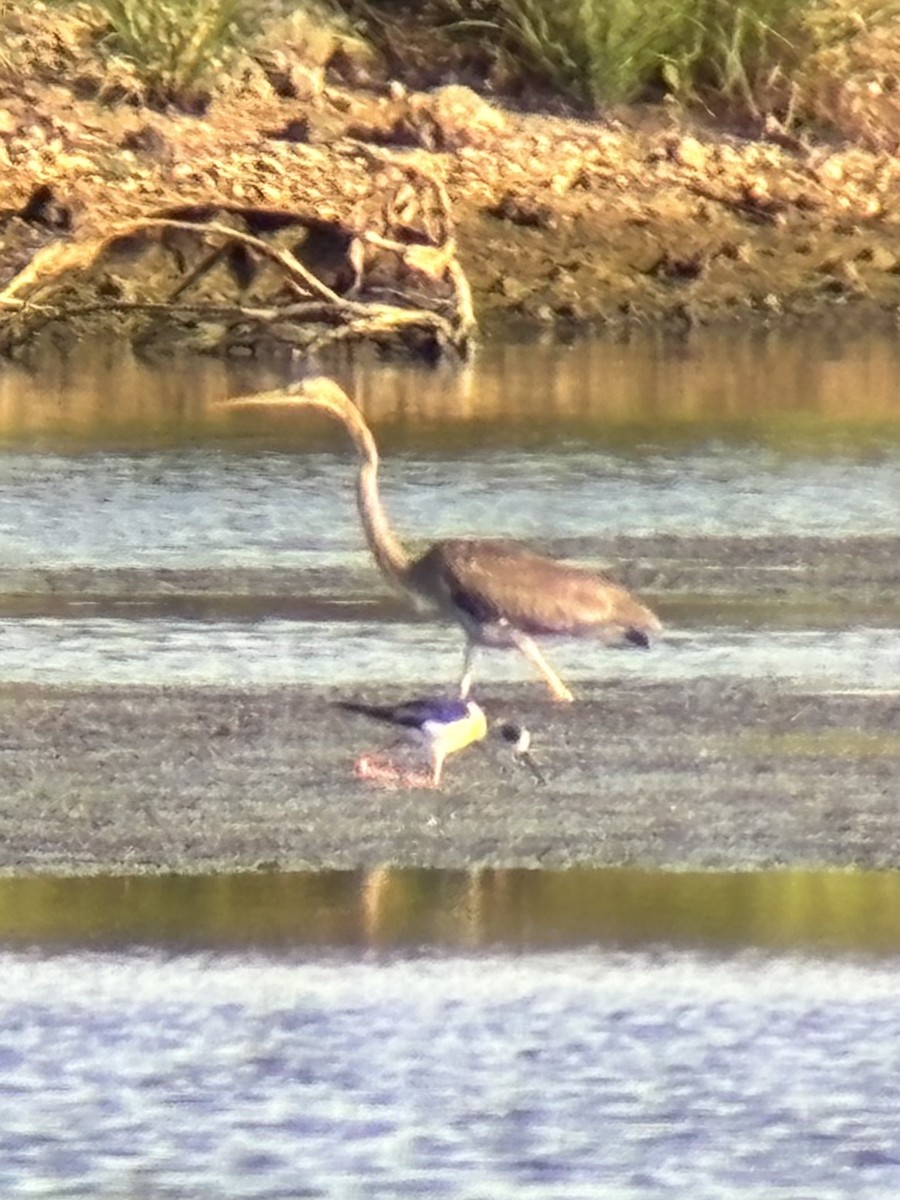 Garza Imperial - ML646893978