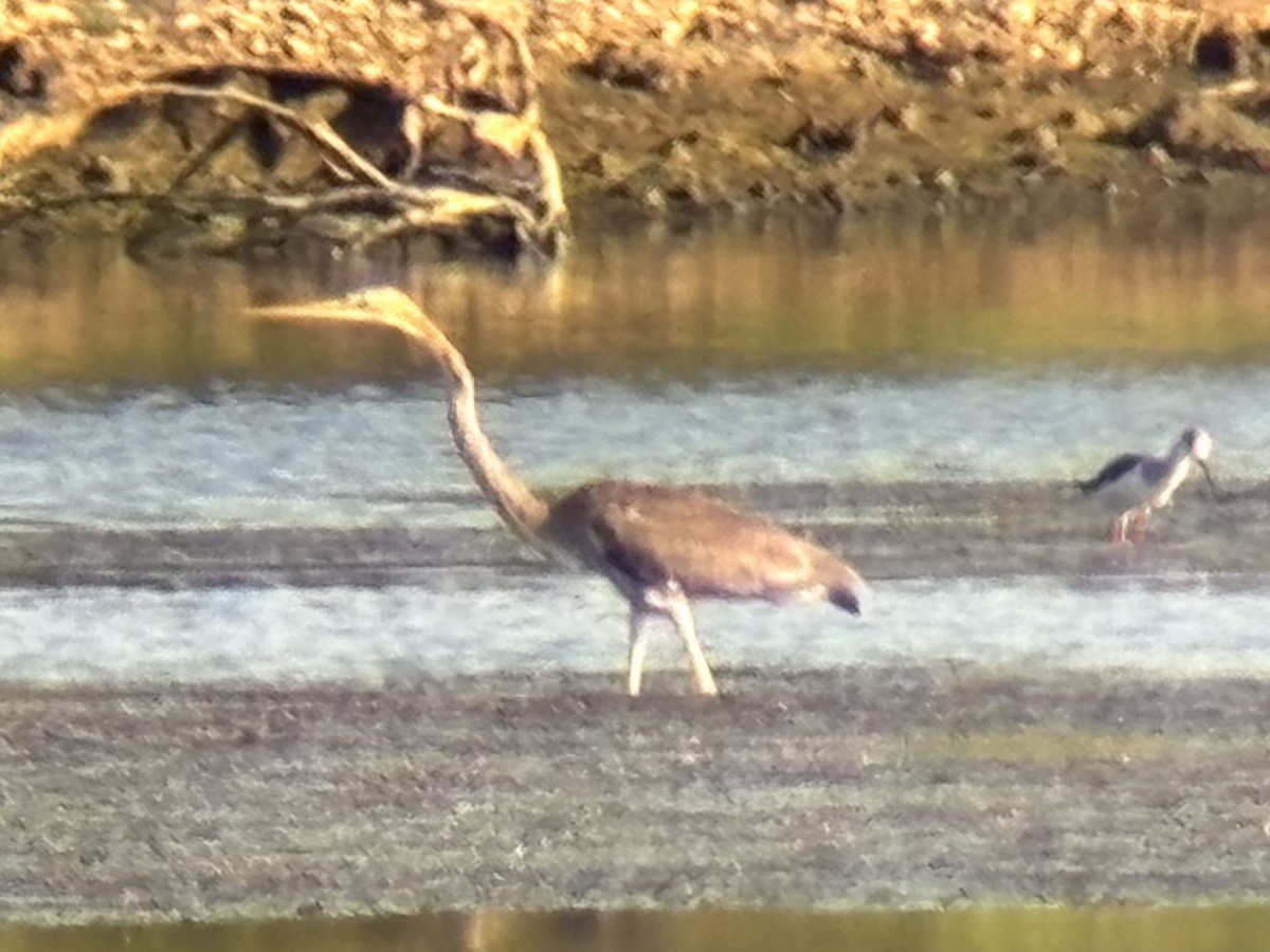 Garza Imperial - ML646893979