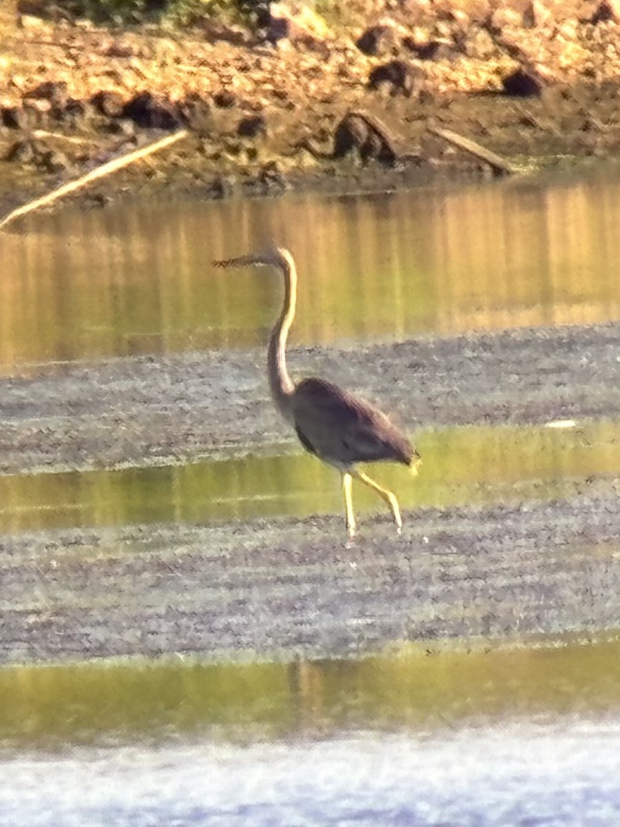 Garza Imperial - ML646893980