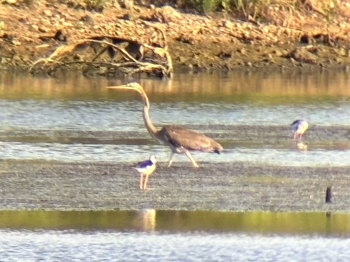 Garza Imperial - ML646893981