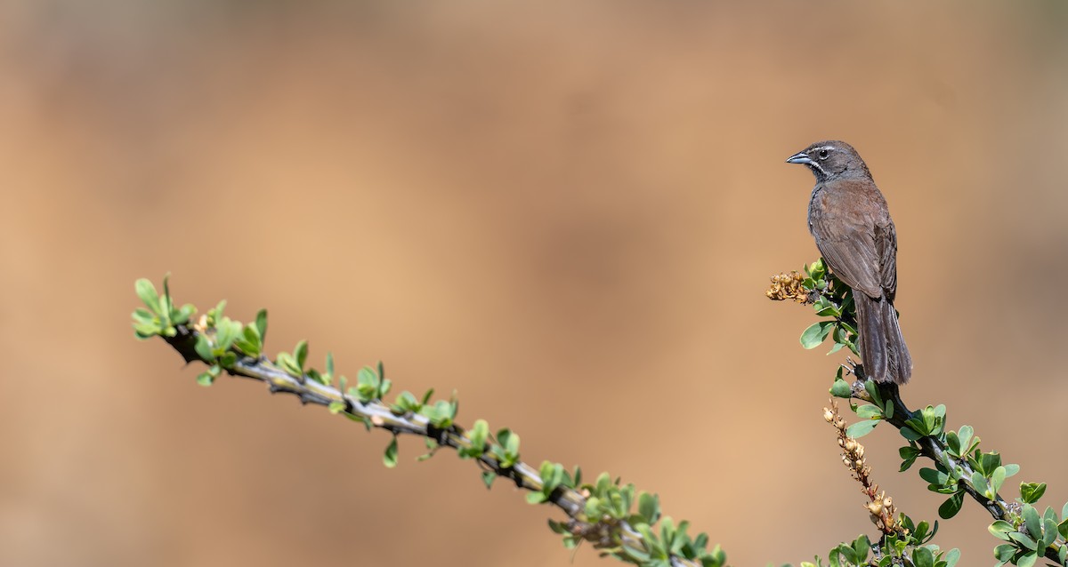 Five-striped Sparrow - ML646893990