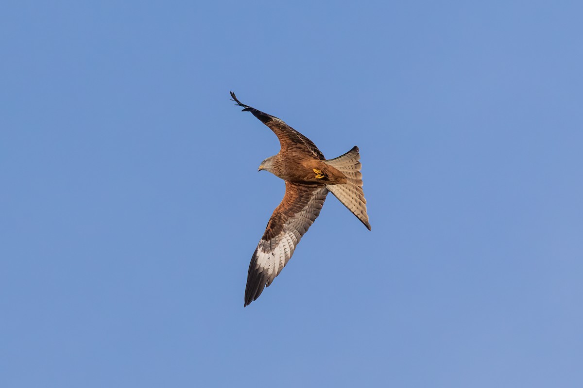 Red Kite - ML646893991