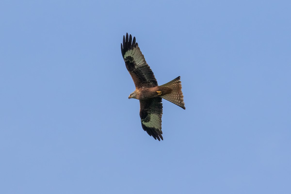 Red Kite - ML646893992