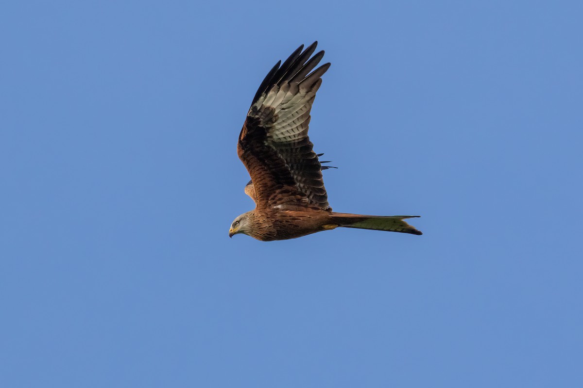 Red Kite - ML646893993