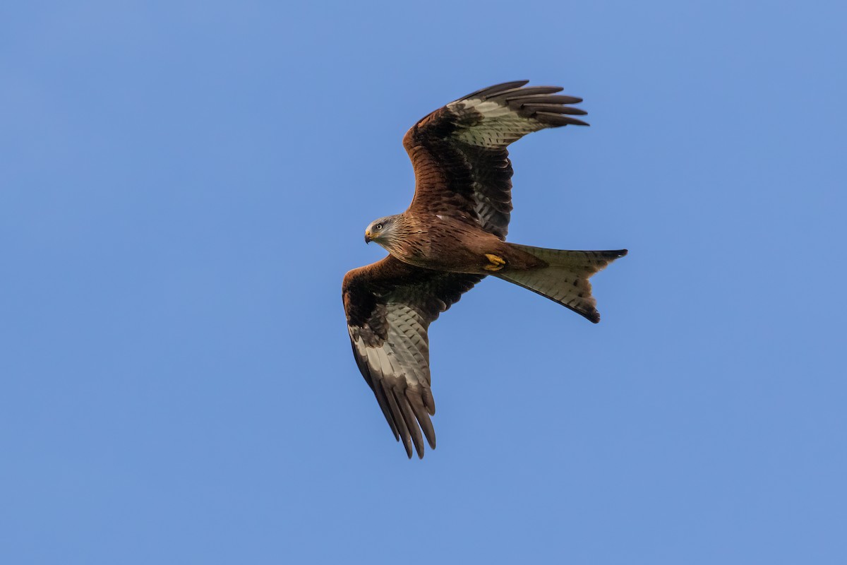 Red Kite - ML646893994