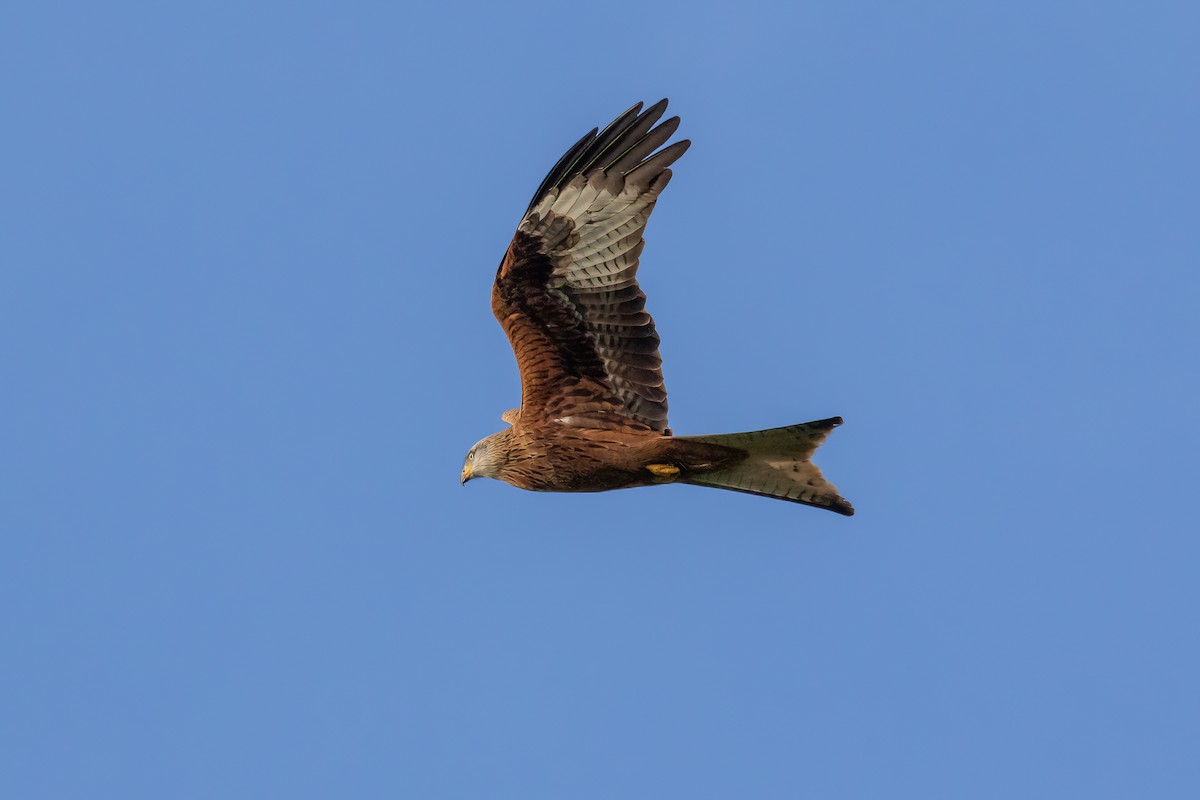 Red Kite - ML646893995