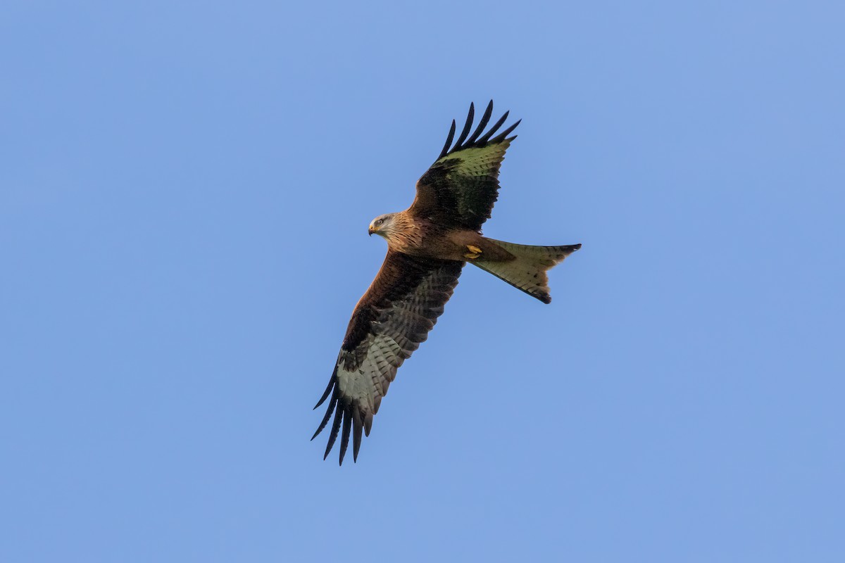 Red Kite - ML646893996