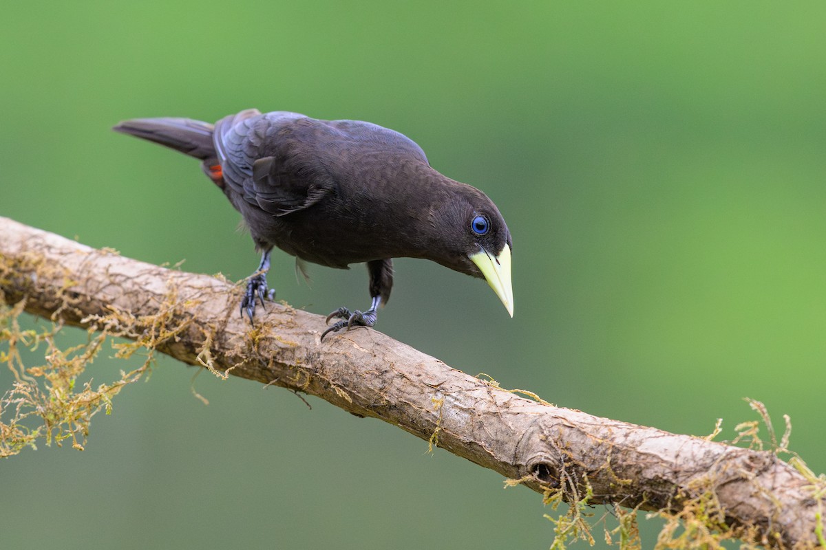 Red-rumped Cacique - ML646893997