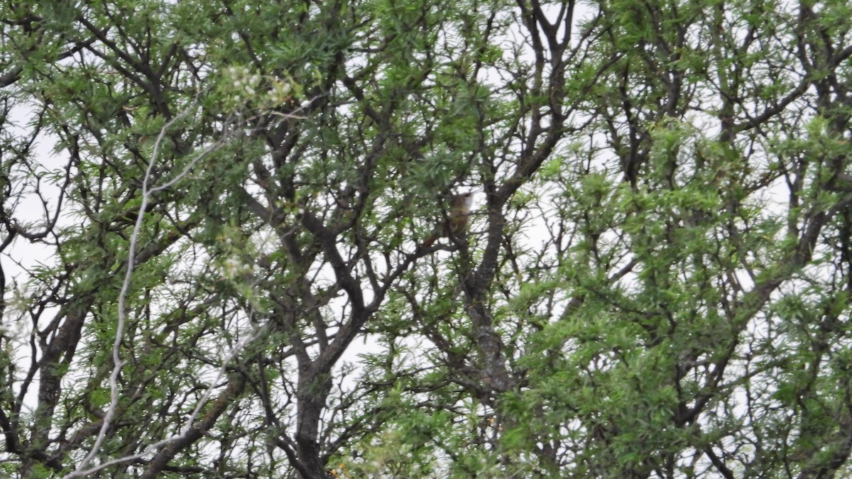 Roststirn-Erdhacker - ML646893998